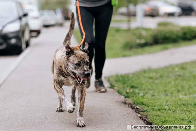 Тайгер - пес с необычным окрасом ищет хозяина