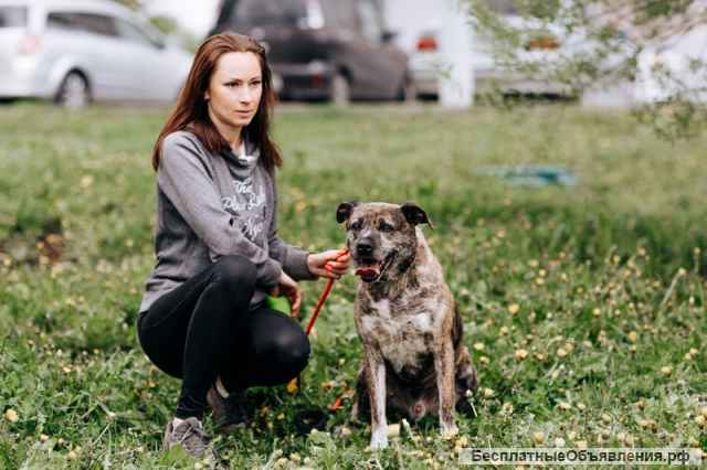 Тайгер - пес с необычным окрасом ищет хозяина