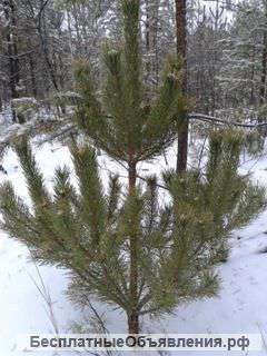 Новогодняя елка