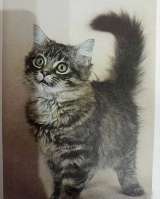 Книга Энциклопедия Кошки. Джино Пуньетти.