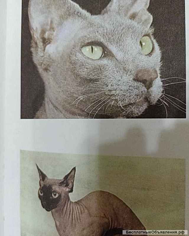 Книга Энциклопедия Кошки. Джино Пуньетти.