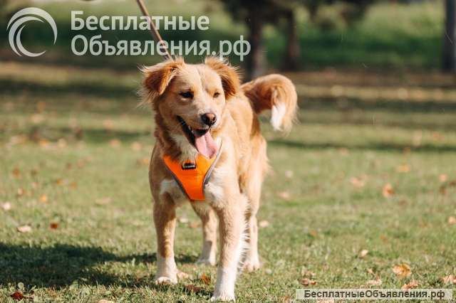 Золотая собака-девочка Аюна в добрые руки