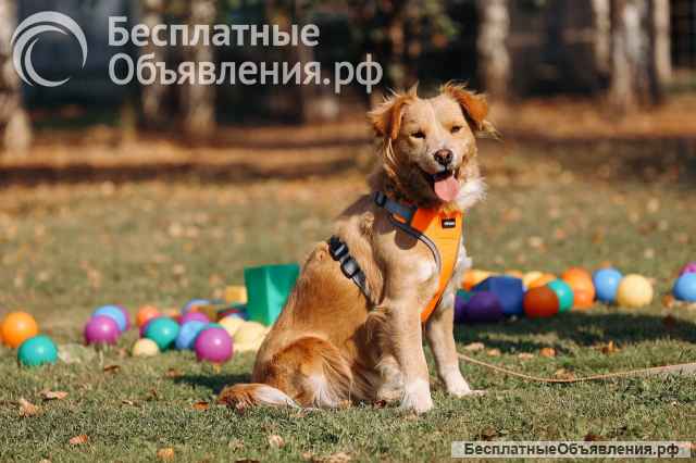 Золотая собака-девочка Аюна в добрые руки