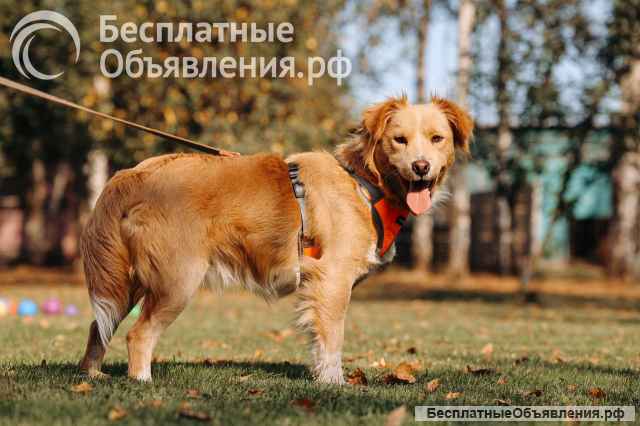 Золотая собака-девочка Аюна в добрые руки