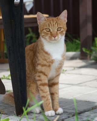 Рыженький котик в добрые руки