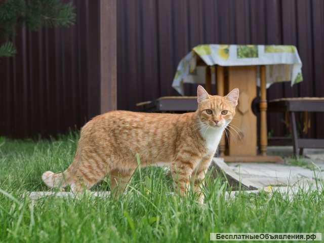 Рыженький котик в добрые руки