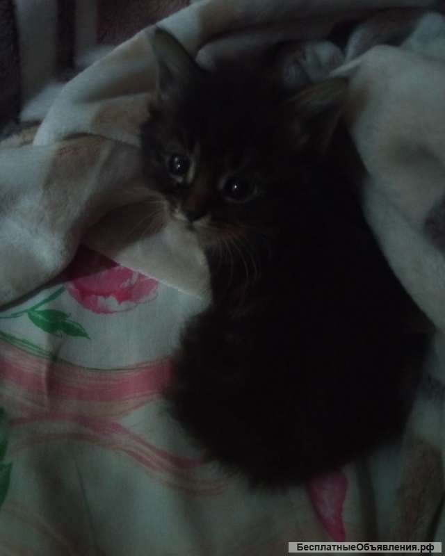 Милый котёнок полтора месяца