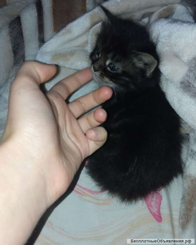 Милый котёнок полтора месяца