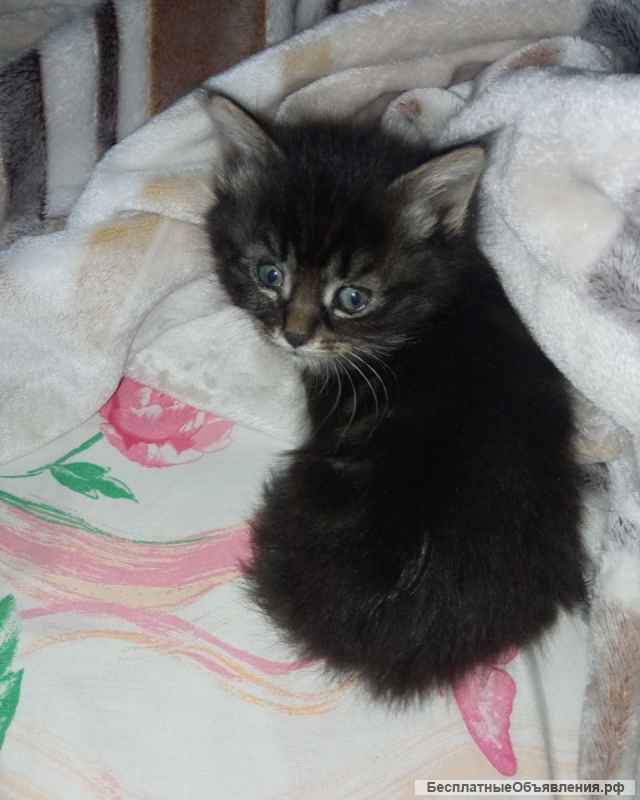 Милый котёнок полтора месяца