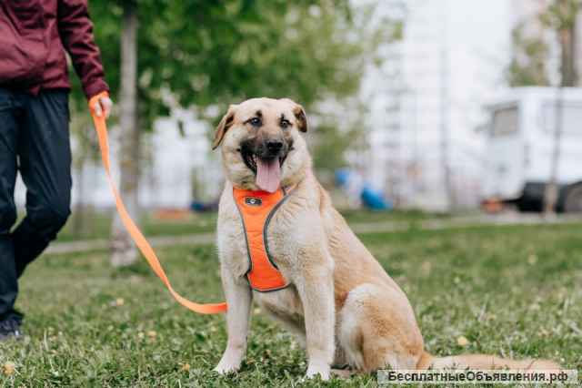 Самый добрый медвежонок Потап ищет дом