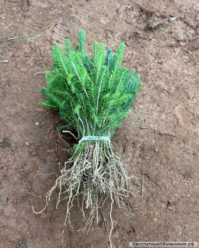 Сеянцы ели сосны окс зкс