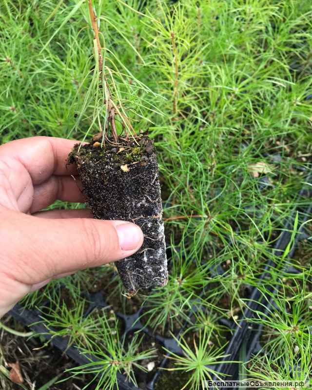 Сеянцы ели сосны окс зкс