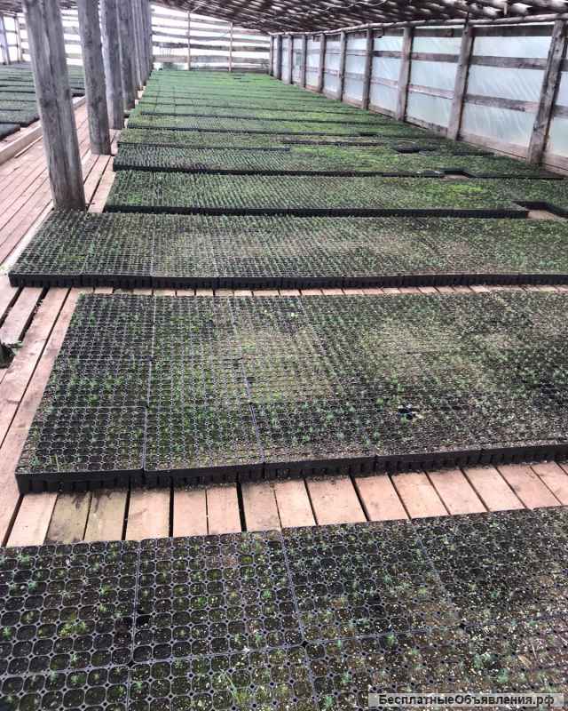 Сеянцы ели сосны окс зкс