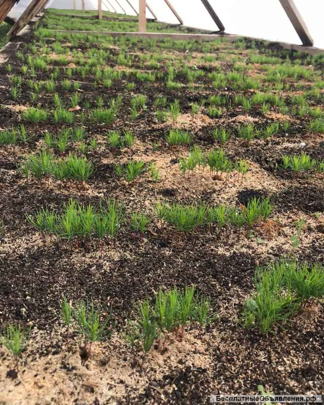 Сеянцы ели сосны окс зкс