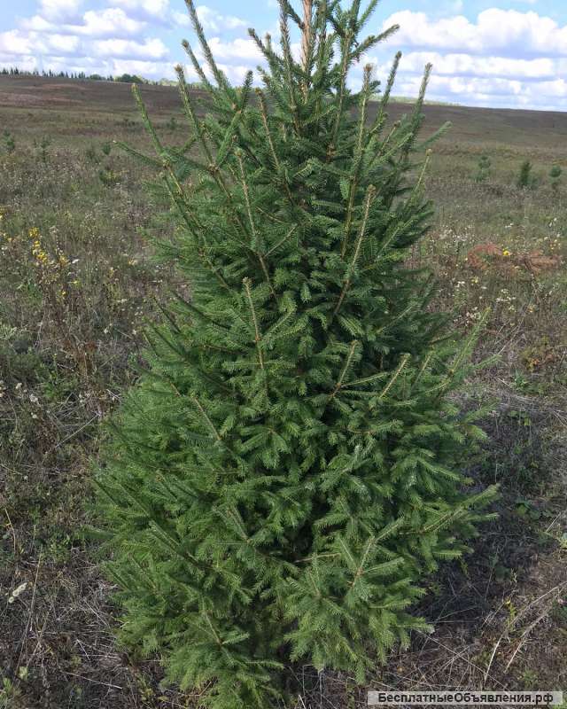 Ель Сосна новогодняя живая