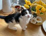 Милейшая домашняя девочка, котенок Карамелька в добрые руки