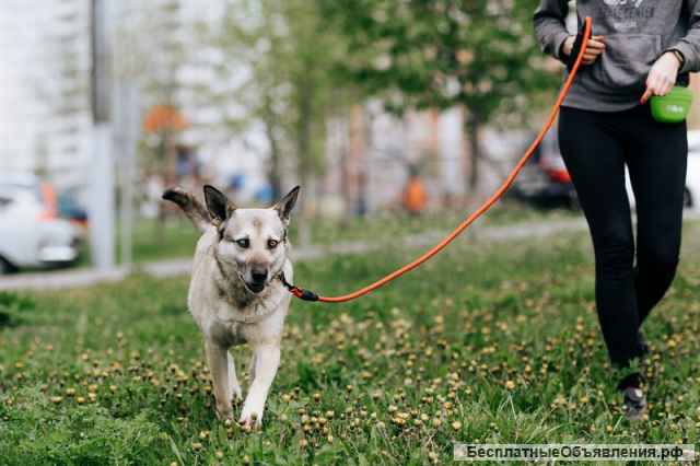 Нежнейшая собака Мира верит, что её заметят