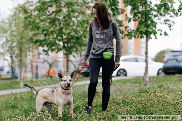 Нежнейшая собака Мира верит, что её заметят