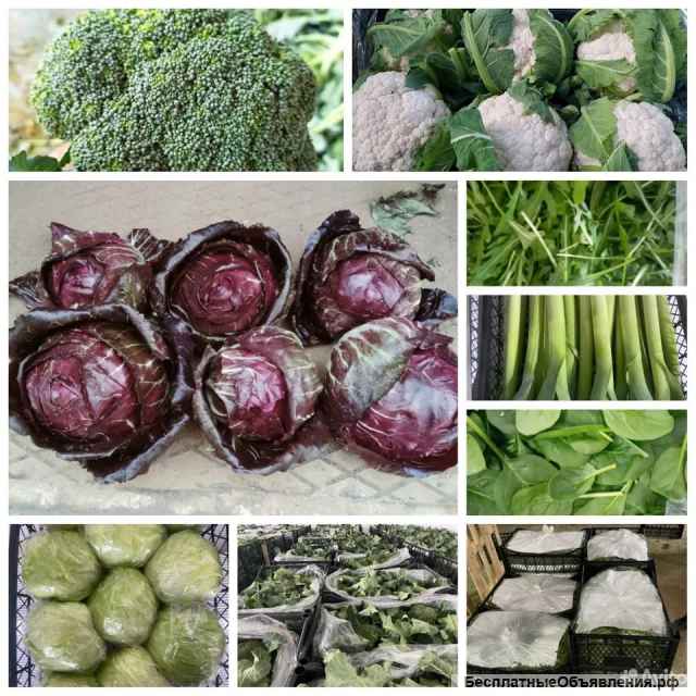 Овощи/ фрукты/ цитрусы/ салаты. Оптом Стамбул-Турция