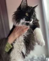 Скромный котик Гарри ищет семью