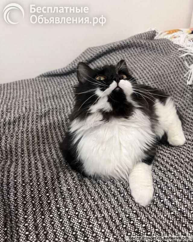 Скромный котик Гарри ищет семью