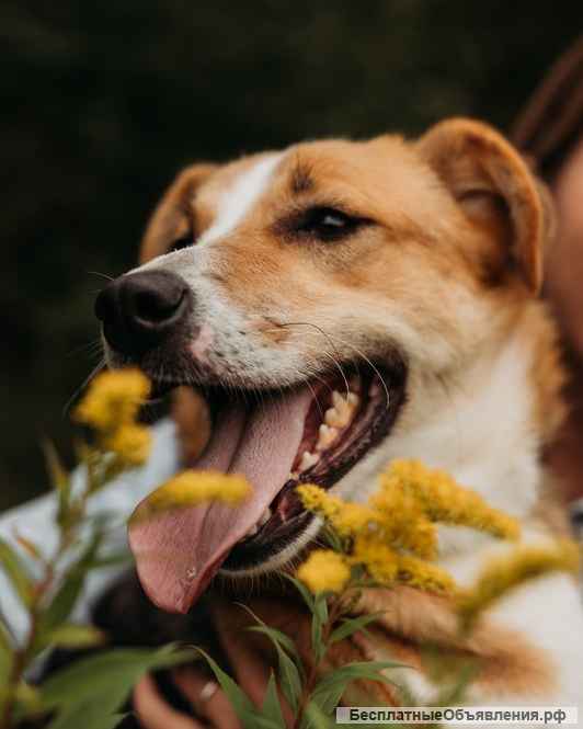 Самая ласковая и нежная Минси ждет своего хозяина