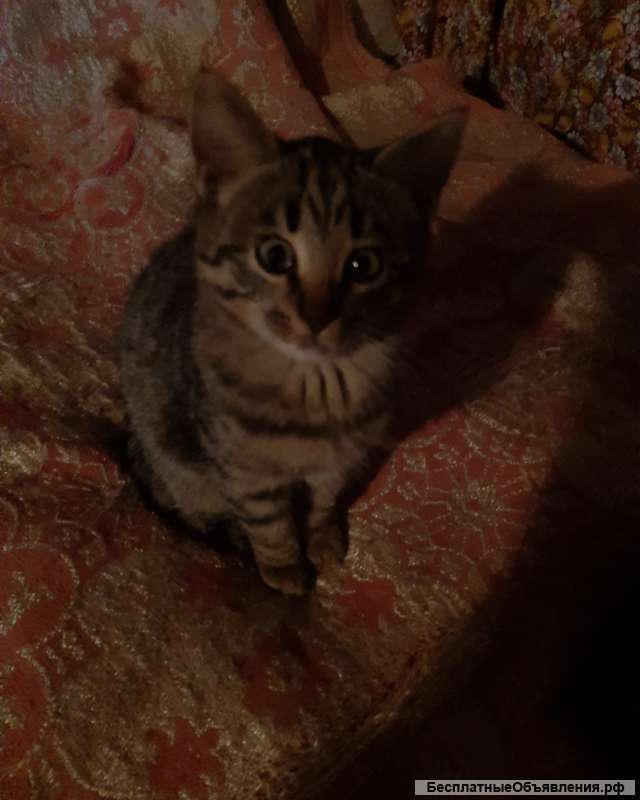 Люди добрые возьмите в хорошие руки милого котёнка