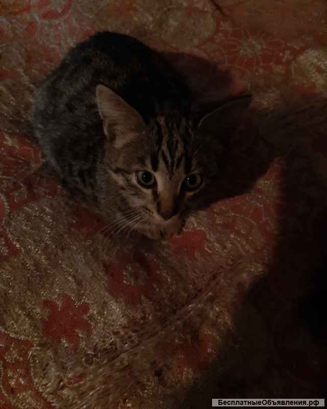 Люди добрые возьмите в хорошие руки милого котёнка