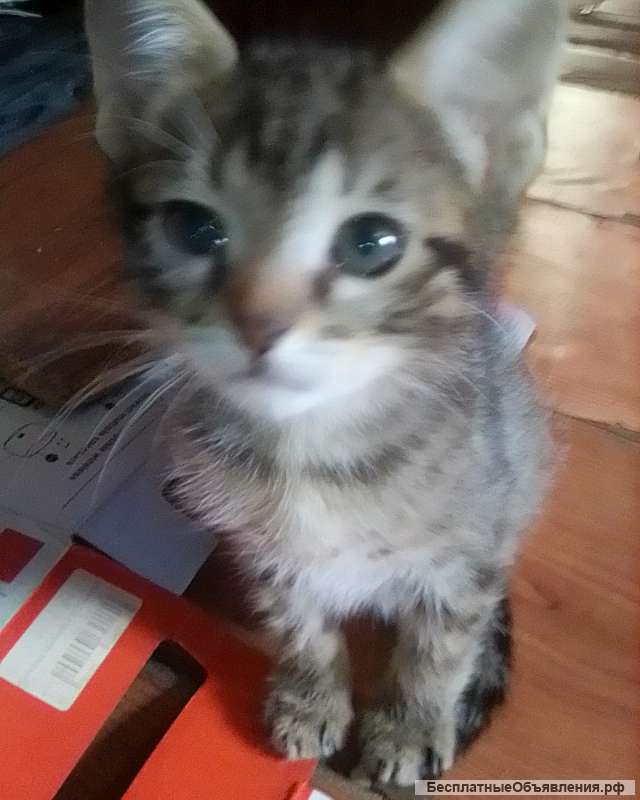 Отдаю котят в добрые руки