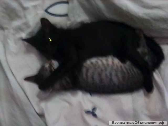 Отдаю котят в добрые руки