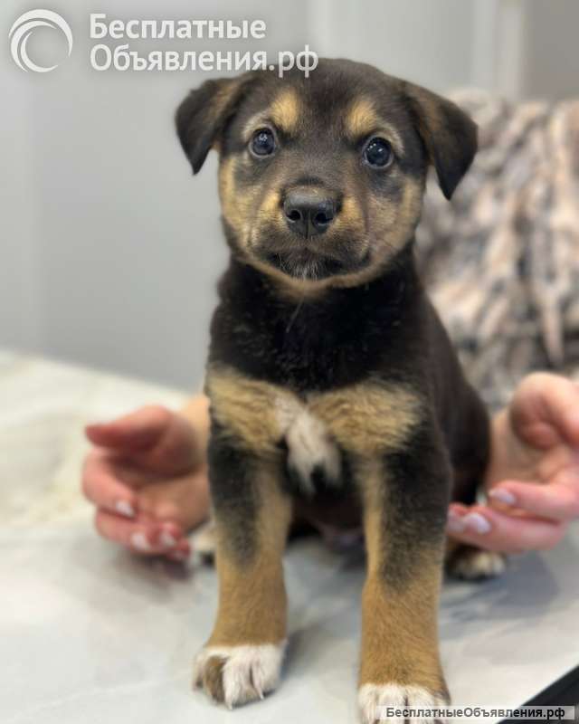Милая щенок-девочка Тея в добрые руки