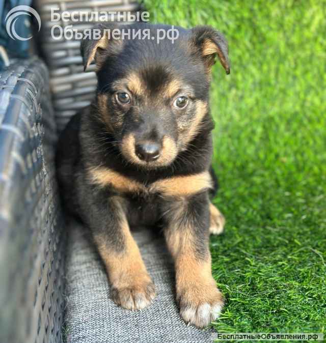 Милая щенок-девочка Тея в добрые руки