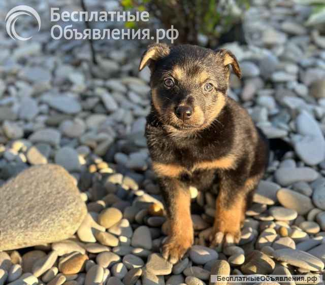 Милая щенок-девочка Тея в добрые руки