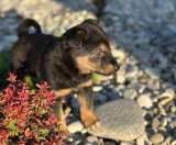 Милая щенок-девочка Тея в добрые руки