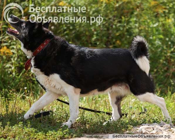 Солнечная собака Бимочка в добрые руки