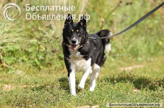 Солнечная собака Бимочка в добрые руки