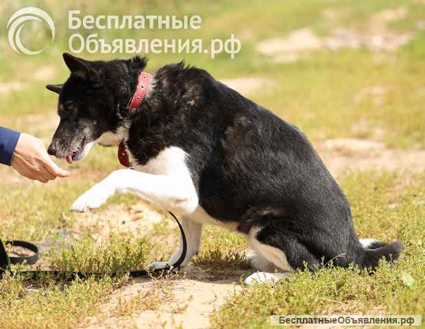 Солнечная собака Бимочка в добрые руки