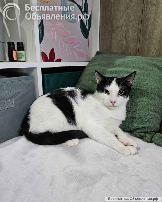 Котик Братик в добрые руки