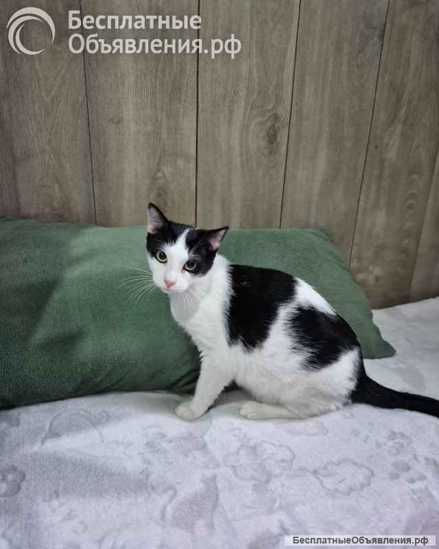 Котик Братик в добрые руки