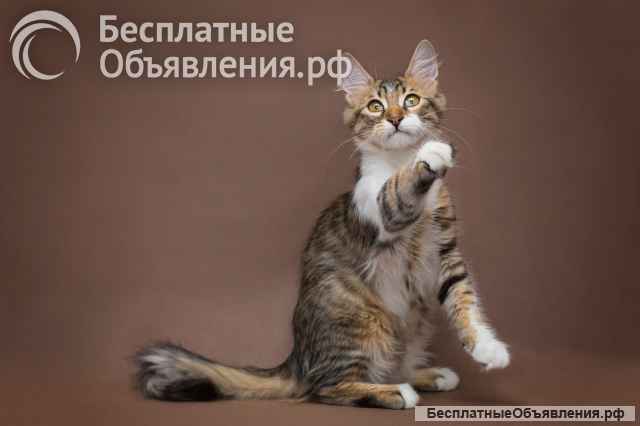 Чудо-котенок мальчик Татоша в добрые руки