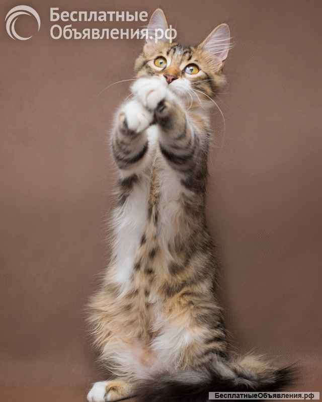 Чудо-котенок мальчик Татоша в добрые руки