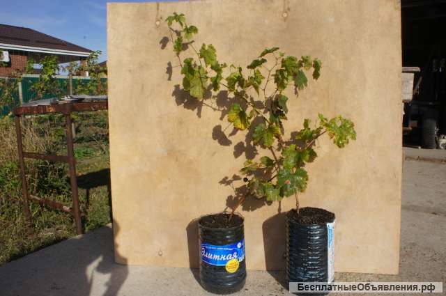 Мускат Саженцы винограда