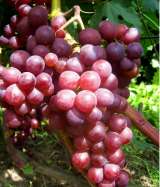 Мускат Саженцы винограда