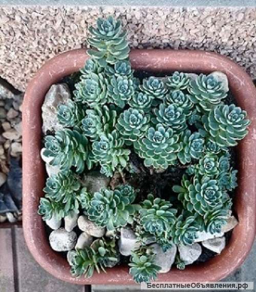 Очиток. Садовые многолетники. Саженцы.