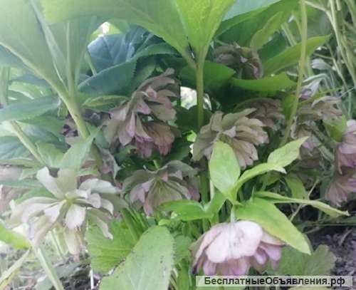 Морозник саженцы. Многолетники. Первоцвет.