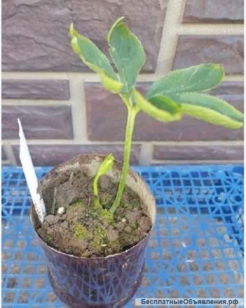 Морозник саженцы. Многолетники. Первоцвет.