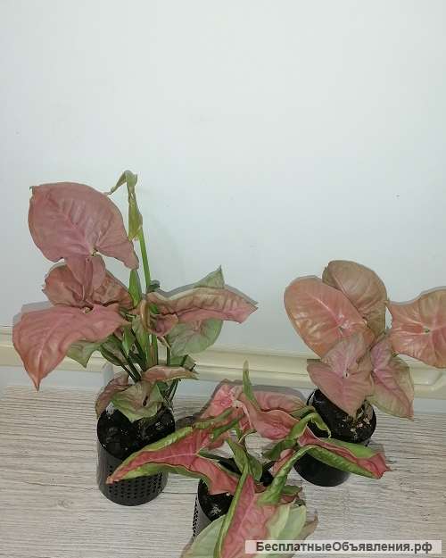 Сингониум Neon pink. Комнатные цветы.