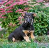 Малыш Патрик ищет дом