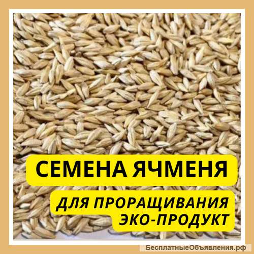 Семена ячменя