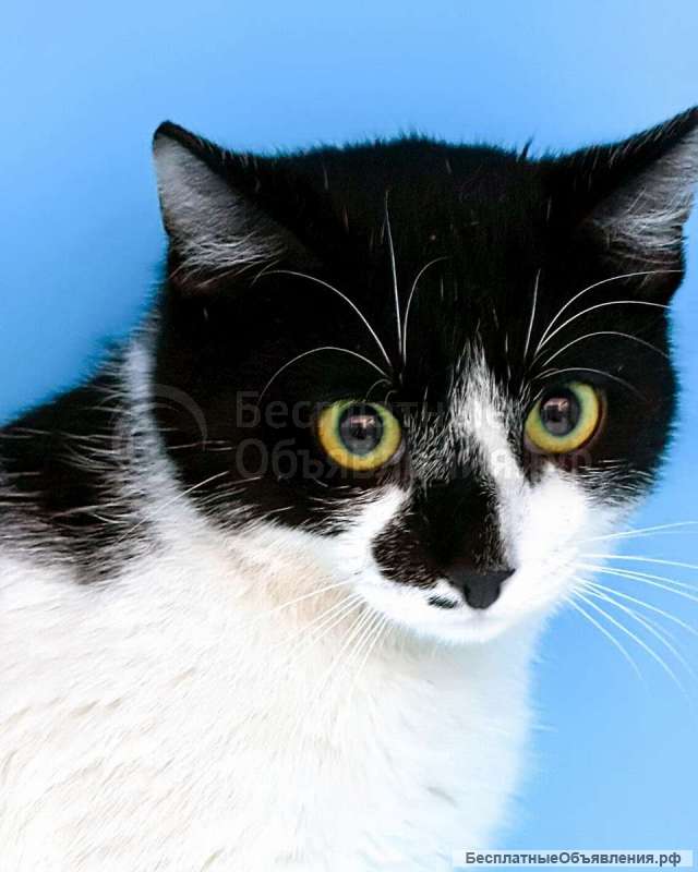 Котенок Коржик ищет любящих котородителей